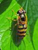 Epistrophe nitidicollis
